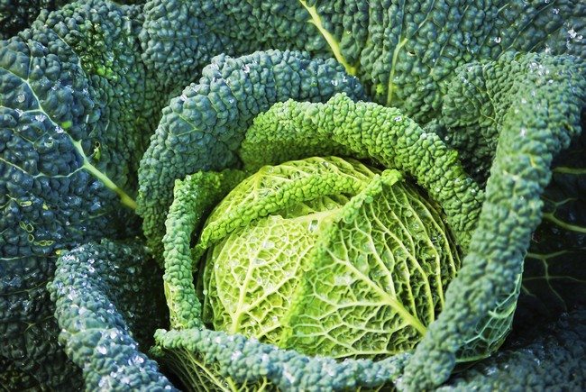 Harvested fresh cabbage in the fall.